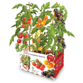 Kit de Culture de Tomates Cerises Mélangées - Semillas Batlle