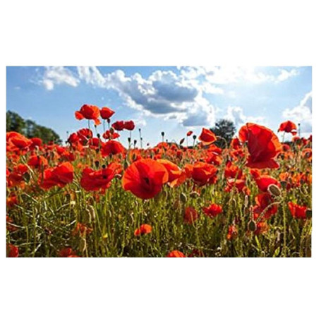 Lot de 300 Graines de Pavot Coquelicot Rouge - Fleurs Éclatantes pour Votre Jardin 6,68 €