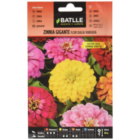 Zinnia Géante Fleur de Dahlia - Semences Organique