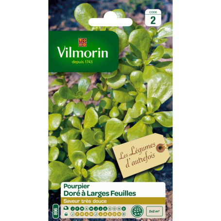 Pourpier doré Vilmorin - Feuilles larges et croquantes