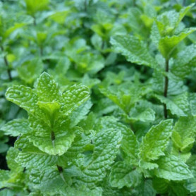 500 Graines de Menthe Verte pour Jardin - Idéal pour Pots et Cadeaux