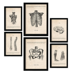 Affiche Vintage Anatomie La Tête aux Pieds - Décoration Murale Médicale