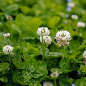 100 Graines de Trèfle Hollandais Blanc pour Jardin et Balcon