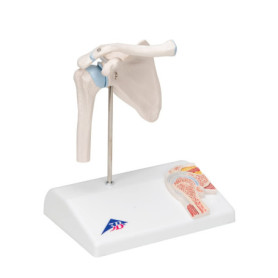 Modèle Miniature d'Articulation de l'Épaule avec Coupe Transversale - 3B Scientific