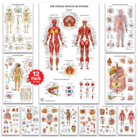 Lot de 12 affiches d'anatomie humaine - Décoration murale éducative