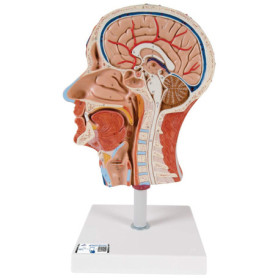Demi-Tête Anatomique Humaine avec Musculature et Application Smart Anatomy