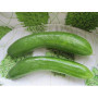 Graines de Concombre Beth Alpha - Doux et Savoureux - 50 unités