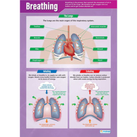 Affiche Scientifique sur la Respiration - A1 Multicolore pour Salle de Classe