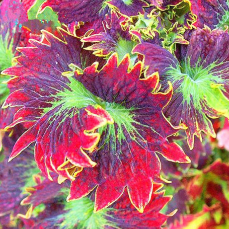 Lot de 100 Graines de Coleus Colorées - Idéal pour Décoration de Jardin