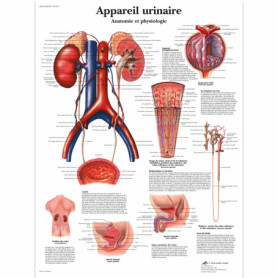 Poster Laminé du Système Urinaire Humain - 3B Scientific