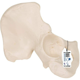 Modèle Anatomique de l'Os Iliaque avec Accès à 3B Smart Anatomy