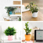 Lot de 10 Pots de Fleurs Colorés avec Soucoupe - Idéal pour Plantes d'Intérieur et Jardinage