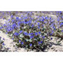 Graines de Cloche Phacelia Campanularia - 500 Graines GEOPONICS