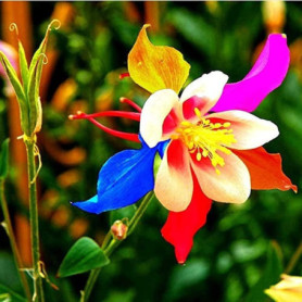 200 Graines d'Aquilégie Multicolores - Fleurs d'Ancien Héritage