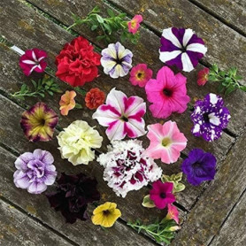 100 Graines de Pétunia Mélangées pour un Jardin Éclatant