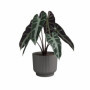 Pot de Fleur Miami Wavy 30 cm Anthracite - Élégance Contemporaine