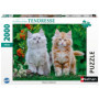 Puzzle 2000 pièces Chatons Sibériens - Collection Tendresse