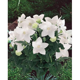 50 Graines Semences - Clochette Chinoise - Ballon Blanc - platycodon grandiflorus blanc - Maison Jardon Fleur - Plante Vivace -