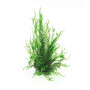 Dennerle Plant IT Invitro Plante pour aquarium – Flame Moss – Taxiphyllum Spec. Flame moss in vitro.