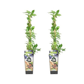 Bloomique - 2x Vaccinium Corymbosum 'Goldtraube' - Myrtille - Plantes fruitières - Plantes de jardin - Rustique - Pot 14 cm - Ha