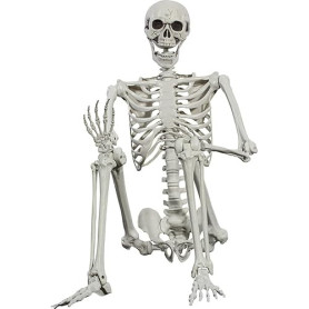SIFOEL Squelette d'halloween - 165 cm - Taille réaliste - Squelette Humain - avec articulations Mobiles - Décoration de Maison h