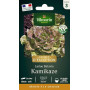 Laitue Batavia Kamikaze - Graines d'Exception
