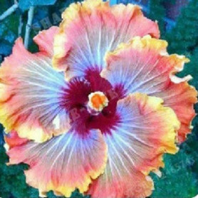 Benoon Graines D'hibiscus, 50 Pièces/Sac Graines D'hibiscus Fleur Tropicale Décor à La Maison Vivace En Pot Bonsaï Graines De Pl