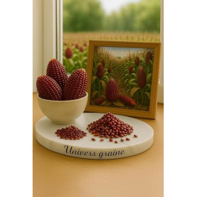 25 Graines de Maïs Fraise Acajou - Zea mays – Une variété rare et décorative - Ornemental - POP CORN - Fruit Legume Jardin - 443