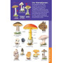 Le dictionnaire Larousse Junior et son dictionnaire en ligne - 7/11 ans - CE/CM