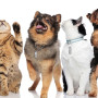 Grenhaven Porte-Adresse Étiquette d'adresse d'identification pour Chien et Chat, Conteneur Tube Anti-Perte, Pendentif Collier po