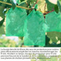 100 Pièces Sachet Protection Raisin: 20x30cm Sac de Protection Fruits | Sachet Protection Fruits pour Potéger Les Grappes de Rai