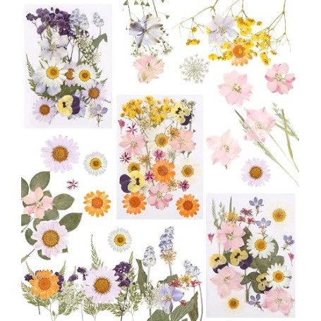 66 Pièces Fleurs Séchées Pressées Naturelles pour DIY et Décoration | Idéales pour albums photo, cartes, emballages cadeaux et c