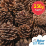 Baker Ross Pommes de pin naturelles AF923, idéales pour les projets d'art et d'artisanat, le collage ou pour la décoration (lot